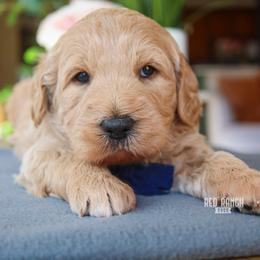 Vinyl - Apricot male Goldendoodle puppy in Salado, Texas from Red Ranch Dogs