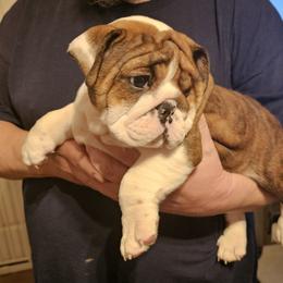 Bulldog Puppies from Magill's Bulldogs