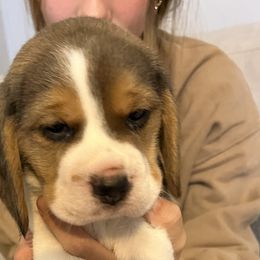 Boy 2 - Black tan and white Beagle puppy in Crawfordville, Indiana from Flatbroke Beagles