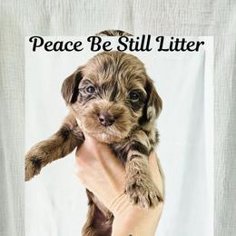 Stormy - Merle male Goldendoodle puppy in Punta Gorda, Florida from Transformation Acres Goldendoodle