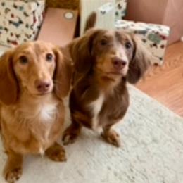 Sully and Woody - Chocolate and tan male Dachshund puppy in Bennett, North Carolina from Cherished Dachshunds