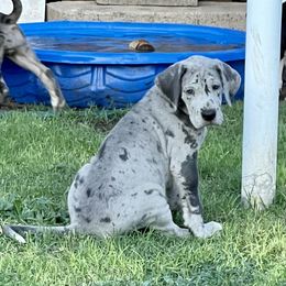 Great Dane Puppies from Laxton Danes