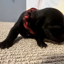 Miss Red - Black Staffordshire Bull Terrier puppy in Gilson, Illinois from Legacy Kennels