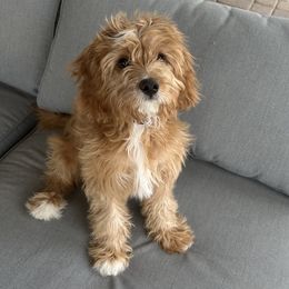 Sir Henry - Red male Cavapoo puppy in Malad City, Idaho from FreckledCowgirlPuppies