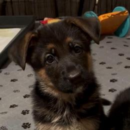 Betty - Black and red female German Shepherd puppy in Rancho Cucamonga, California from Abbeys Golden Retriever  and German Shepherd Puppies