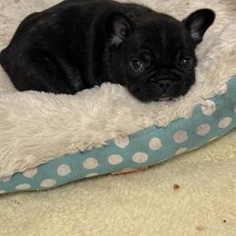 Blitzie - Brindle female French Bulldog puppy in Greenville, Texas from Big Bullies N Texas