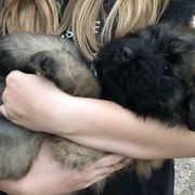 Bouvier des Flandres Puppies from Seasons of Joy Farm and Ranch