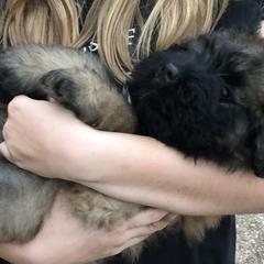 Bouvier des Flandres Puppies from Seasons of Joy Farm and Ranch