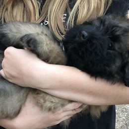 Bouvier des Flandres Puppies from Seasons of Joy Farm and Ranch