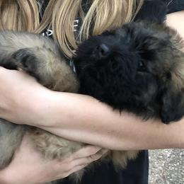 Bouvier des Flandres Puppies from Seasons of Joy Farm and Ranch