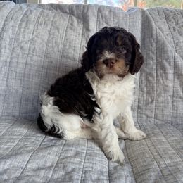 Frank - Liver white and tan male Springerdoodle puppy in Dundee, Ohio from Evalina Miller's Spaniels