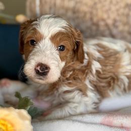Norman - Parti male Goldendoodle puppy in Yuciapa, California from AlltheDoodlez_
