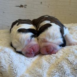 Saint Bernard Puppies from Shoen Saint Bernards