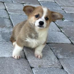 Red and White Male - Red male Pembroke Welsh Corgi puppy in Ocala, Florida from Rivermont Farm