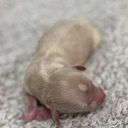 Champagne - Cream male Dachshund puppy in Burleson, Texas from Sarah’s Dachshies