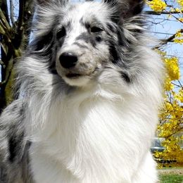 Shetland Sheepdogs from Songbrook Shelties