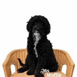 Waffle - Black and white female Bernedoodle puppy in Brigham City, Utah from Prairie Rose Doodles