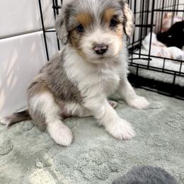 Linen - Blue merle female Aussiedoodle puppy in Heber City, Utah from Junipersdoodles