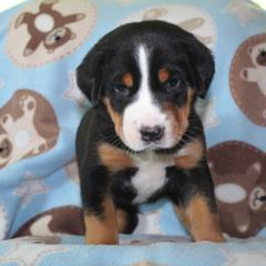 Beauceron, Greater Swiss Mountain Dog, and Nederlandse Kooikerhondje Puppies from Blackamber Swissies Beaucerons Ambermoon Kooikerhondje