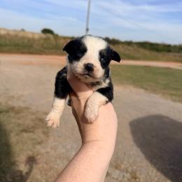 Girl 3 - Black tri-color female Australian Shepherd puppy in Cushing, Oklahoma from Little Pastures Australian Shepherds