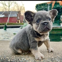 Jax - Tricolors male French Bulldog puppy in Ben Lomond, Arkansas from Miesha Carver's Bulldogs