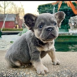 Jax - Tricolors male French Bulldog puppy in Ben Lomond, Arkansas from Miesha Carver's Bulldogs