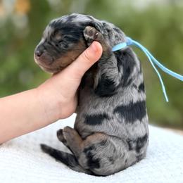 Boy 4 - male Bernedoodle puppy in Highland, Utah from Angel Pups Deluxe
