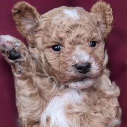 Green Boy - Apricot male Goldendoodle puppy in Vernon, Texas from Sugarland's Texas Goldendoodles