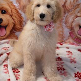 Lilac Collar - Cream female Goldendoodle puppy in Clewiston, Florida from Redlands Farm
