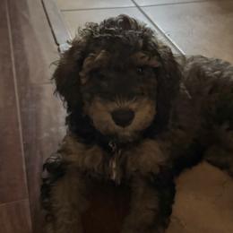 Goldendoodles from Goldendoodles in Gilbert