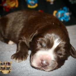 Boo - Red & white male Australian Shepherd puppy in El Dorado Springs, Missouri from HP Aussie Kennels