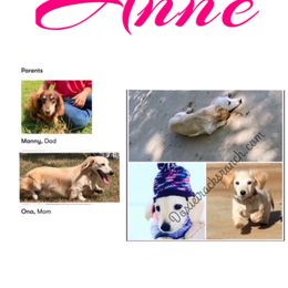Anne - Cream female Dachshund puppy in Acton, California from DTR