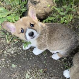 Pembroke Welsh Corgi Puppies from Annwyl McCorgis