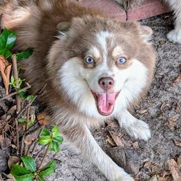 Lilah - Pomsky