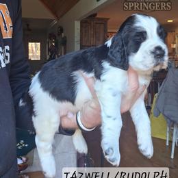 Rudolph - Black and white male English Springer Spaniel puppy in Ocoee, Tennessee from Ocoee Mountain Springers