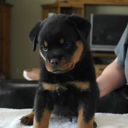 Miniature Australian Shepherd and Rottweiler Puppies from Woodhaven Rottweilers