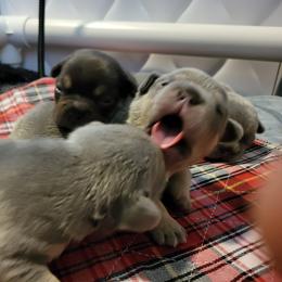 French Bulldog Puppies from Top Billin' Frenchies