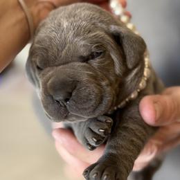 Girl 1 - Gray female Cane Corso puppy in Las Vegas, Nevada from Campo Cane Corso
