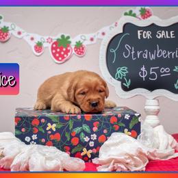 Beatrice (Bea) - Dark golden female Golden Retriever puppy in Driggs, Idaho from SK Golden Retrievers