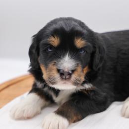Cliff - Tri-color male Bernedoodle puppy in Edmond, Oklahoma from Rock N Roll Doodles