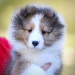 Jane - Sable and white female Shetland Sheepdog puppy in North Weeki Wachee, Florida from Jesstar Shetland Sheepdogs