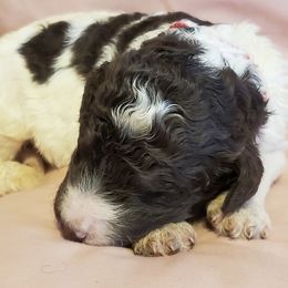 Australian Labradoodle and Poodle Puppies from Oodles of Doodles and some Poodles