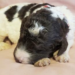 Australian Labradoodle and Poodle Puppies from Oodles of Doodles and some Poodles