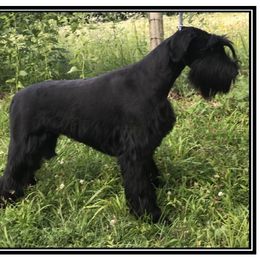 Lady - Giant Schnauzer
