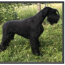 Lady - Giant Schnauzer
