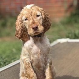 English Springer Spaniel Puppies from Butterfield Trail Farm
