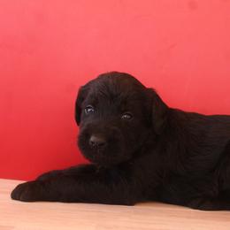 Girl 2 - Black female Labradoodle puppy in Apache Junction, Arizona from Loving Doodle