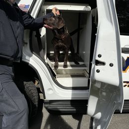 Labrador Retriever Puppies from Rose Gold Retrievers