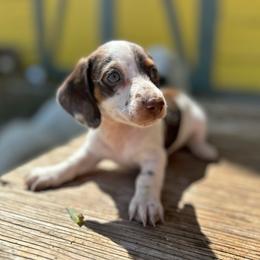 Dachshund Puppies from Jennifer Chadwell