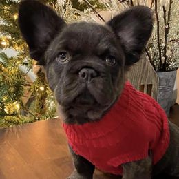 French Bulldogs from Beachtown Fluffy’s